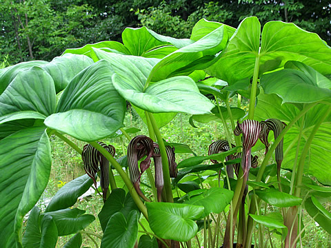 植物根系分析儀